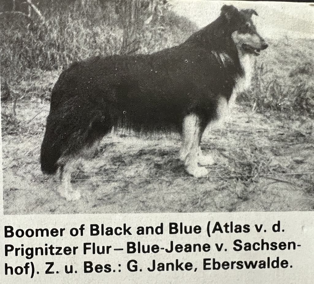 Boomer of Black and Blue
