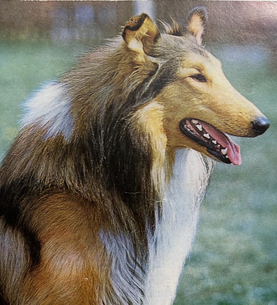 Alf vom Haus Einsiedel