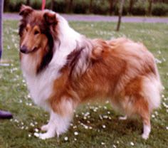 Corydon Handsome Hugo