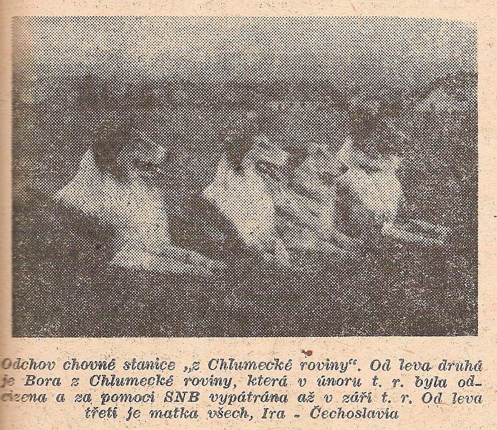 Bora z Chlumecké roviny