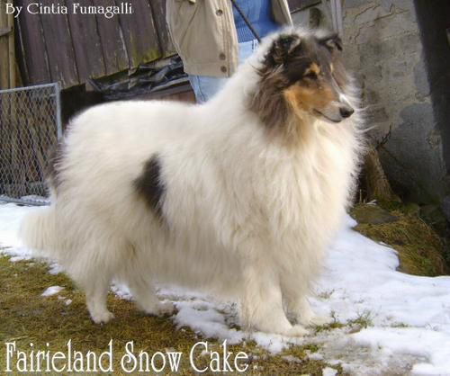 Fairieland Snow Cake