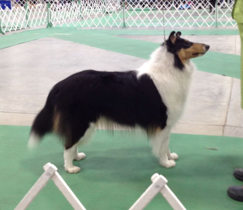 Calavar Fantasia