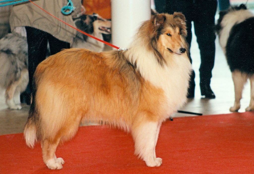 Digger vom Hause Reinhard