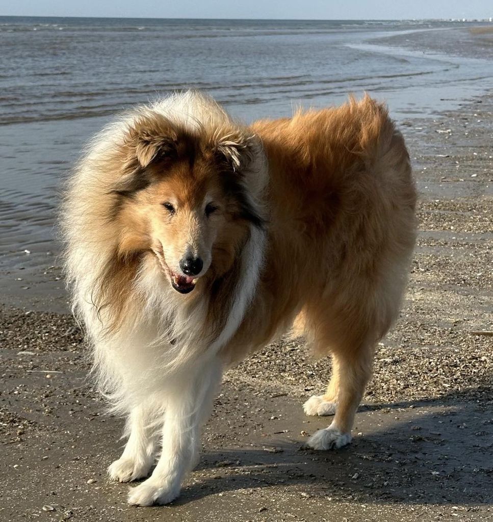 Barclay the gold Edition vom Ruf-Clan