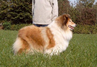 Ronja vom Woltershof