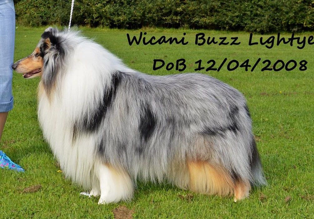 Wicani Buzz Lightyear