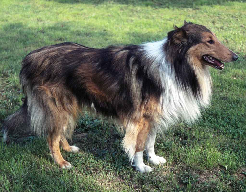 Caesar von Holar