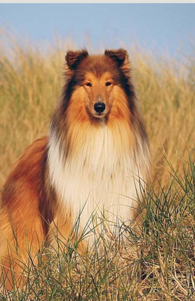 Aslan vom Waldecker Tor