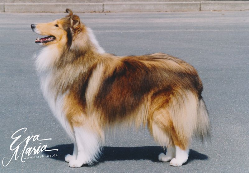 Barksdale Beauregard of Belleville
