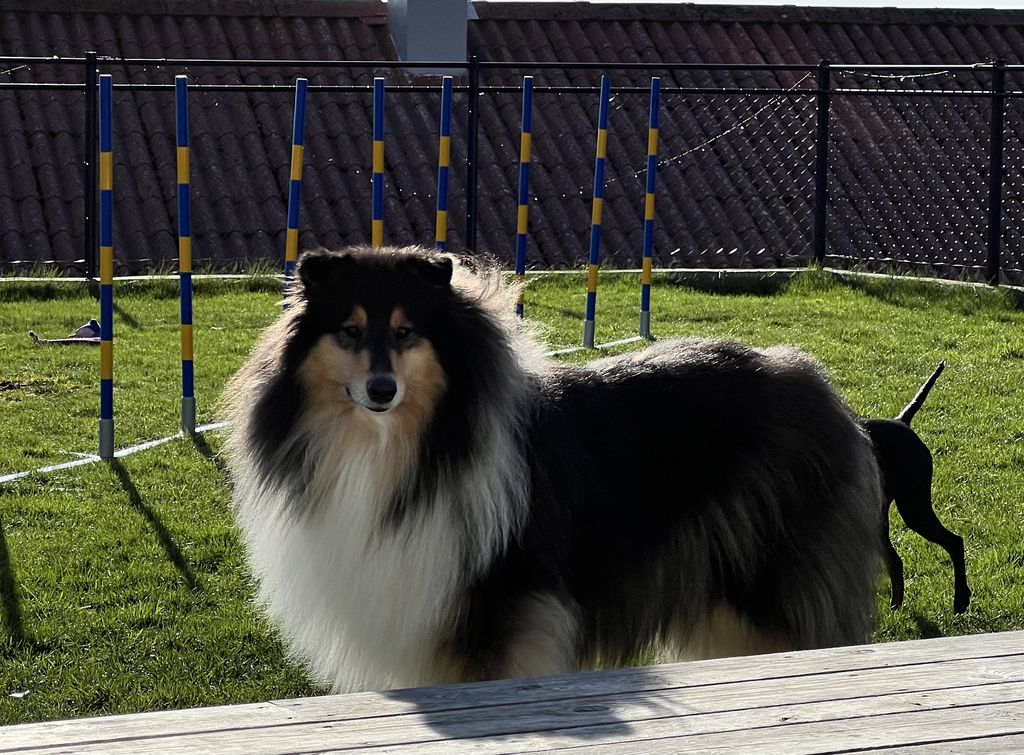 Luntolin's Kimba Major