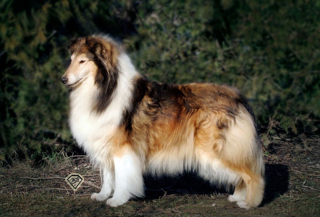 Collie's of Sealand Ukuma Ulaika-Red