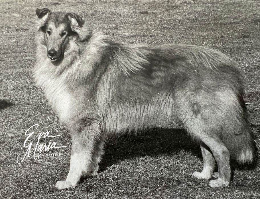 Handsome Harvester von der Silkinen Burg