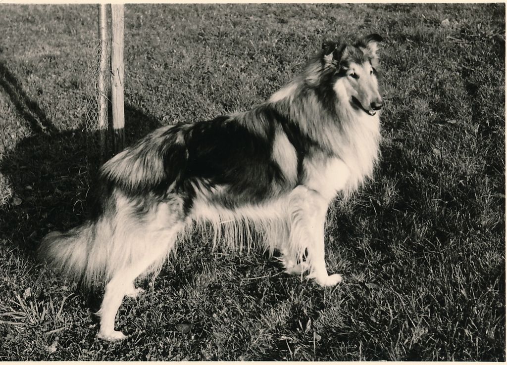 Saalis from Shiel