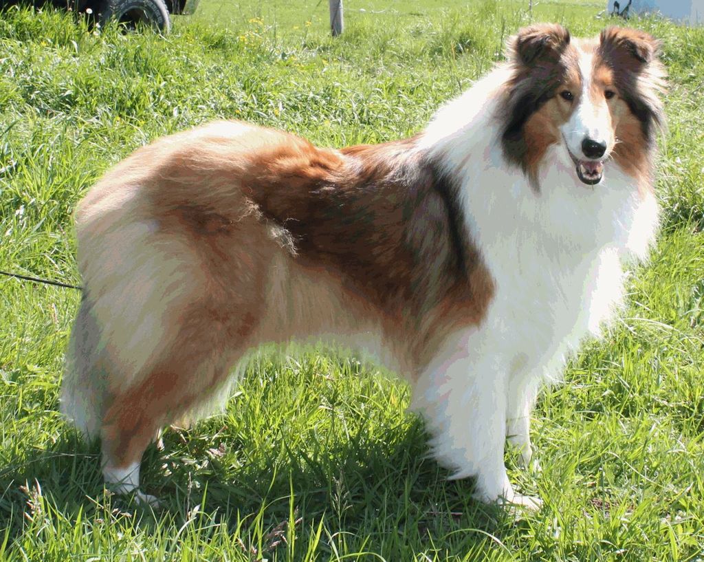 Collie's of Sealand Vanessa Vania-Red
