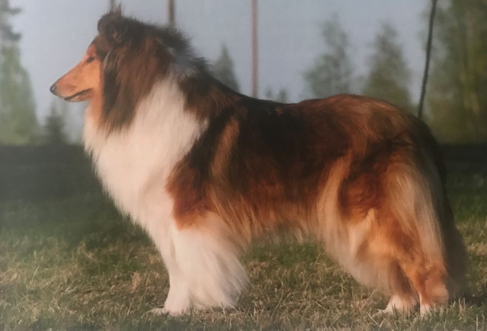 Corydon Monamia