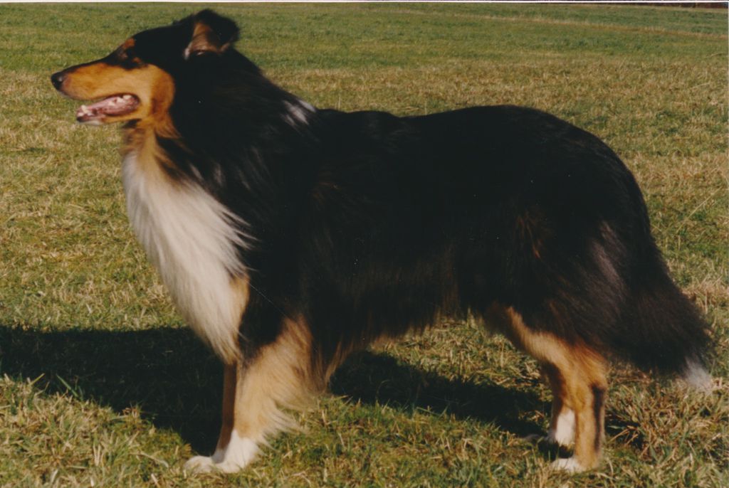 Aaron vom Knielohbach