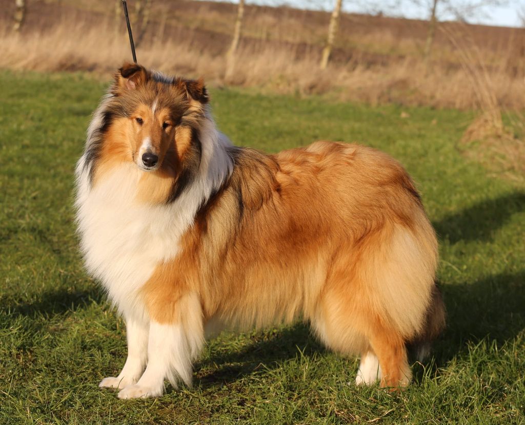 Klok Collies OMG