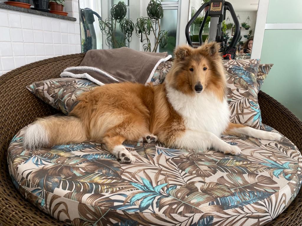 Lakefield Lady Chanel