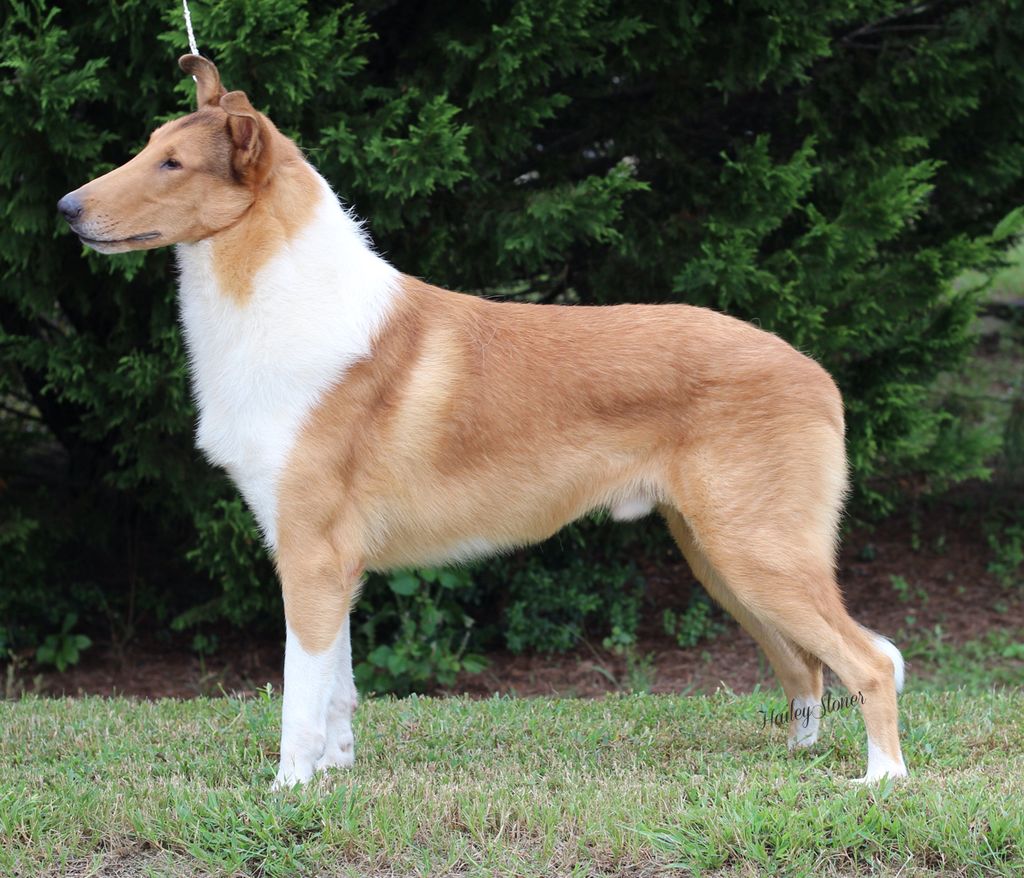 Avondale Caublestone Bold Expectation