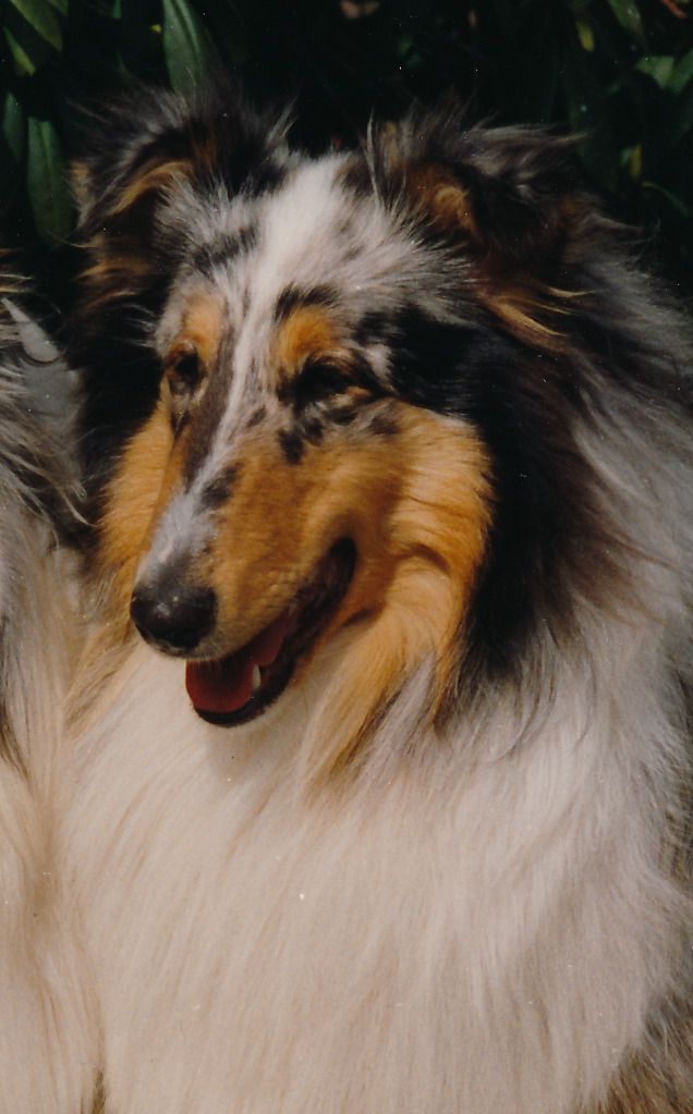 Benji Blue von der Bachstelze