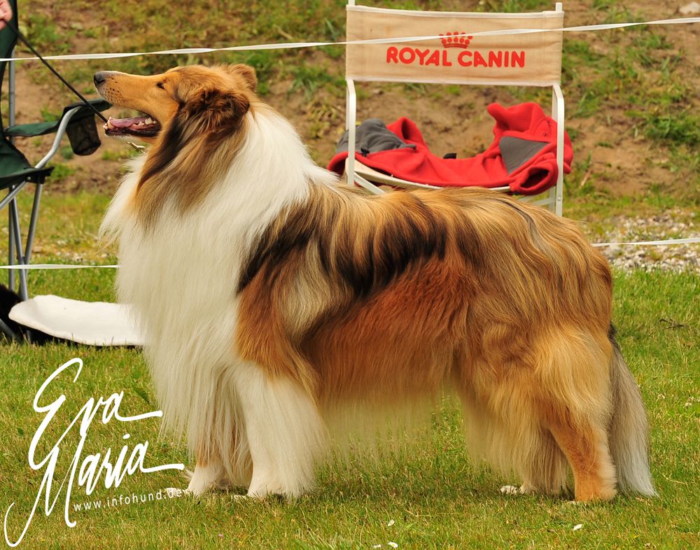 Bijanti Collie's Amon A Friend