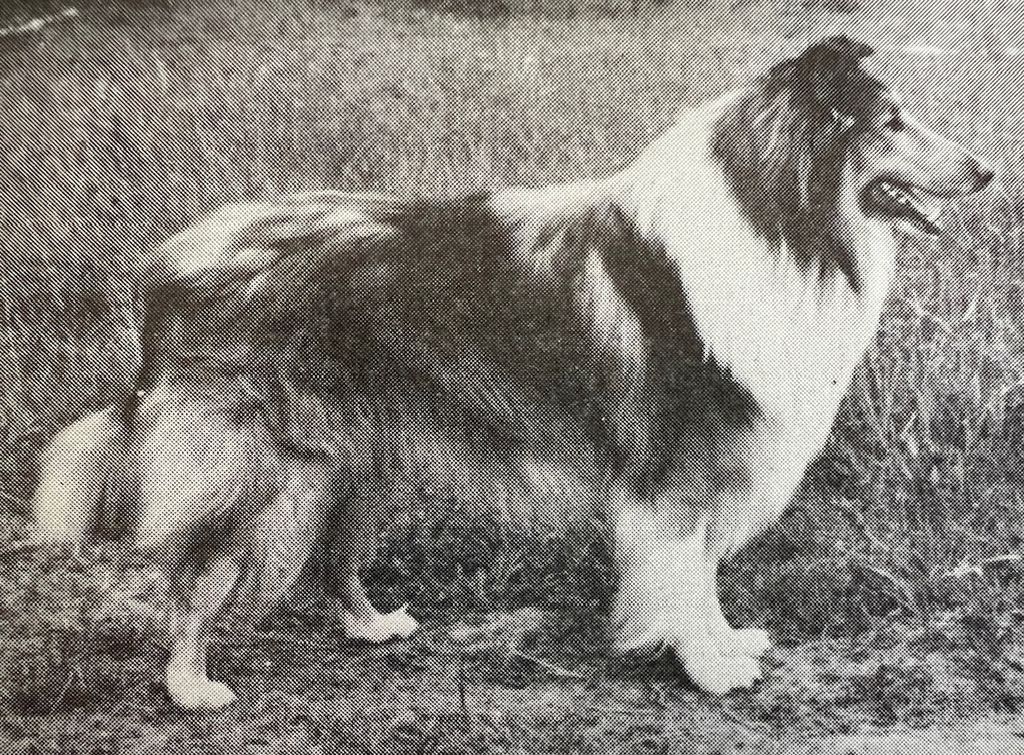 Maneross Golden Greig