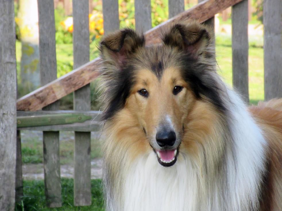 D'Artagnan Supreme at Lujoan Dreams Collies