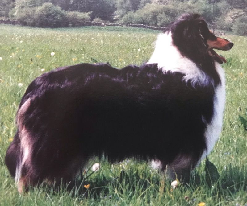 Coarhabeg Little Lindy Lou