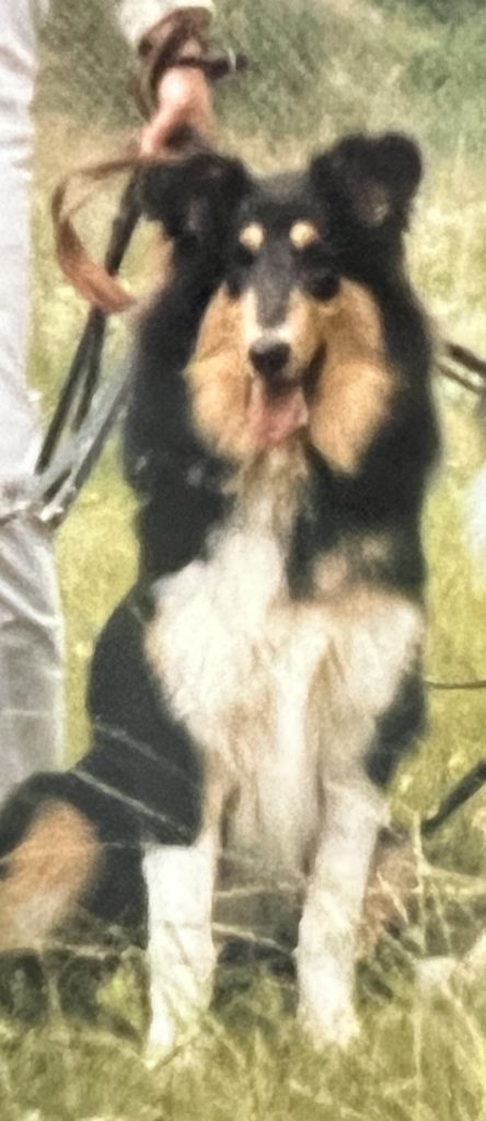 Black Quinny von der Schönebecker Schweiz