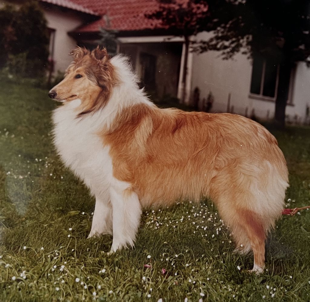Violet von der Bachstelze