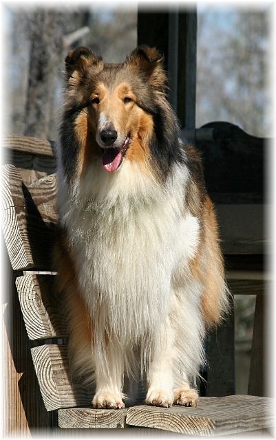 Sheranda's Indian Summer Queen