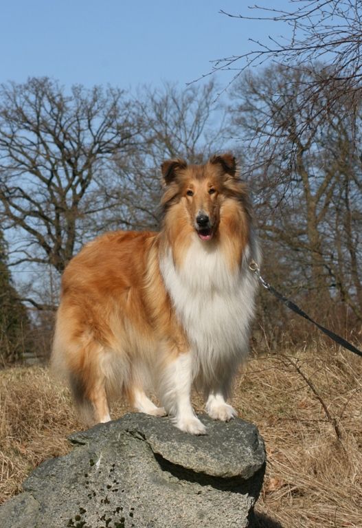 Lapinette´s Beloved Papagena