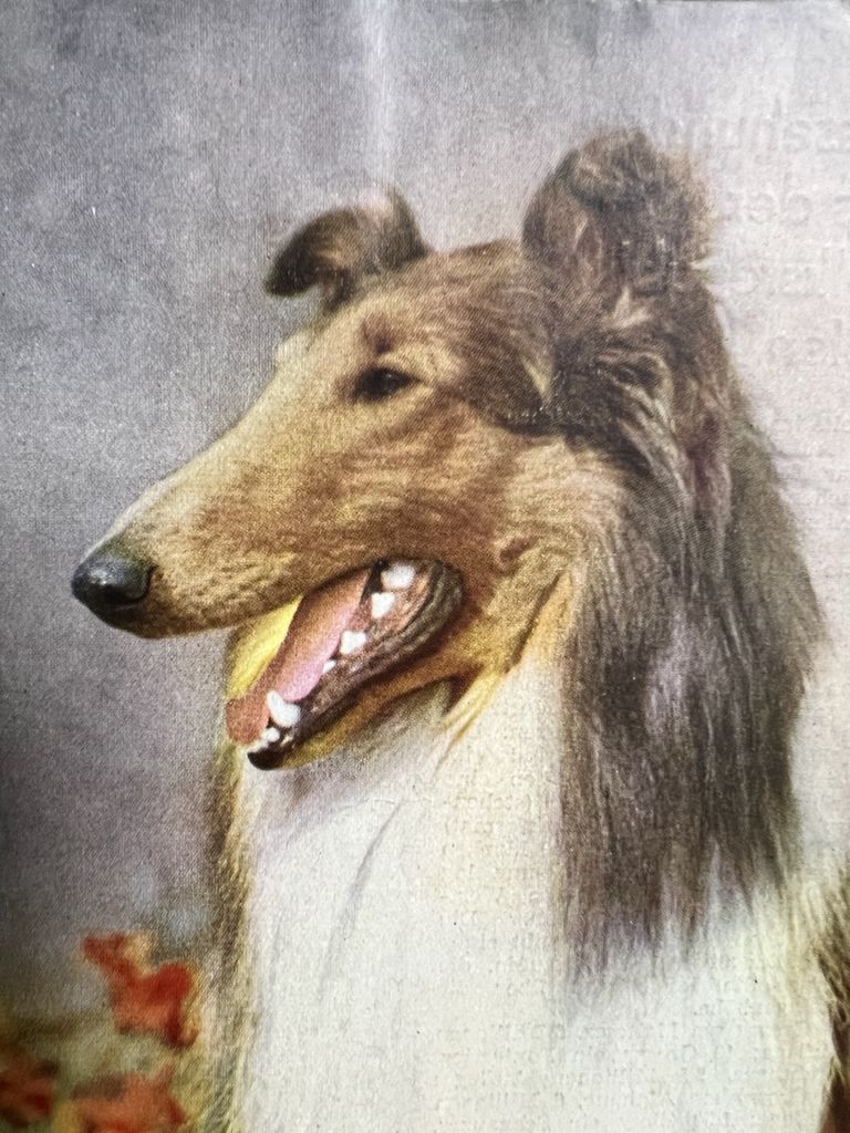 Drusus vom Heidemoor