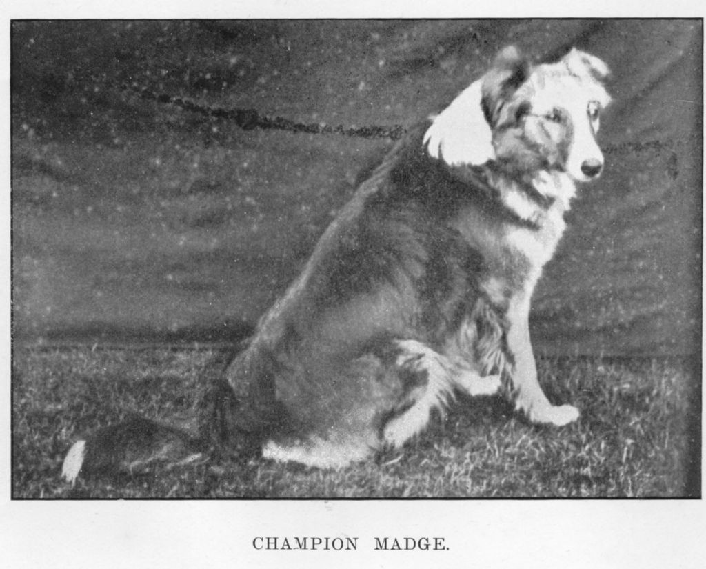 Madge I