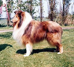 Corydon Caius Magnus
