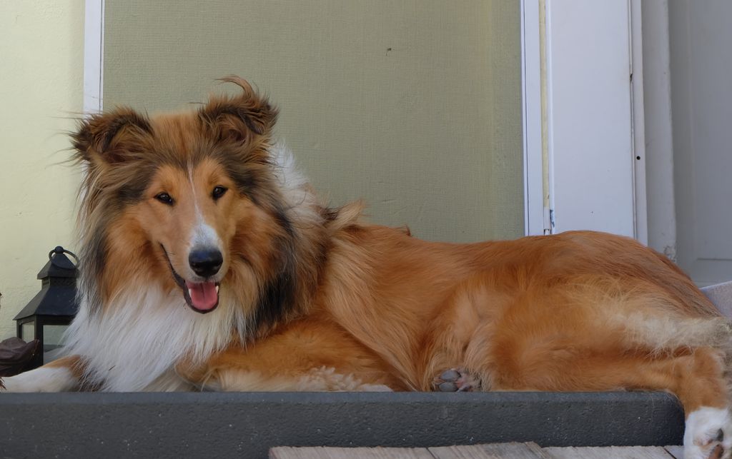Asha von der Brettachwiese