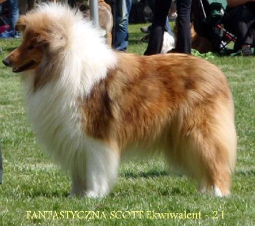 Fantastyczna Scott Ekwiwalent
