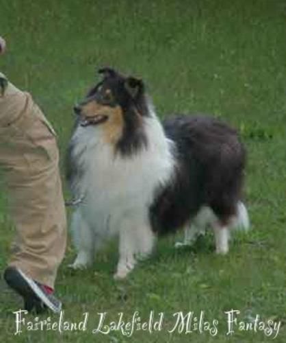Fairieland Lakefield Milas Fantasy