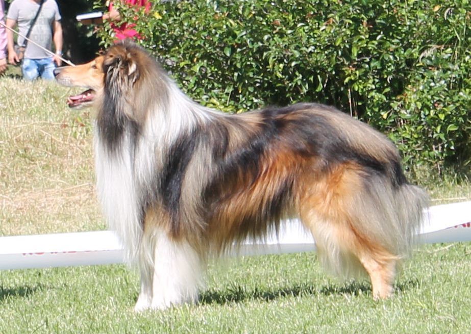 Collie's of Sealand Udo Ursus-Red