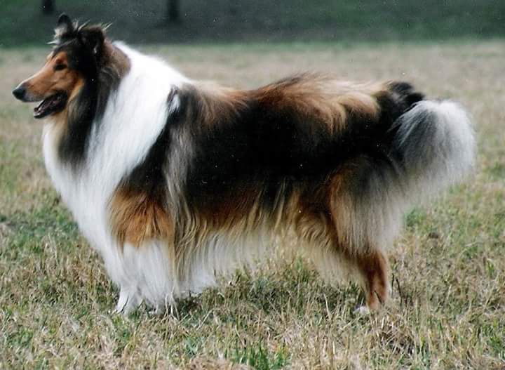 Aengus of Bellissquare