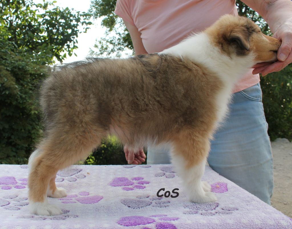 Collie's of Sealand Zodiac Zatoo-Red