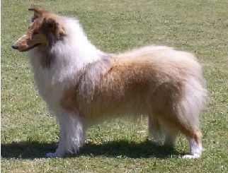 Lakefield Le Lis Blanc of Liable