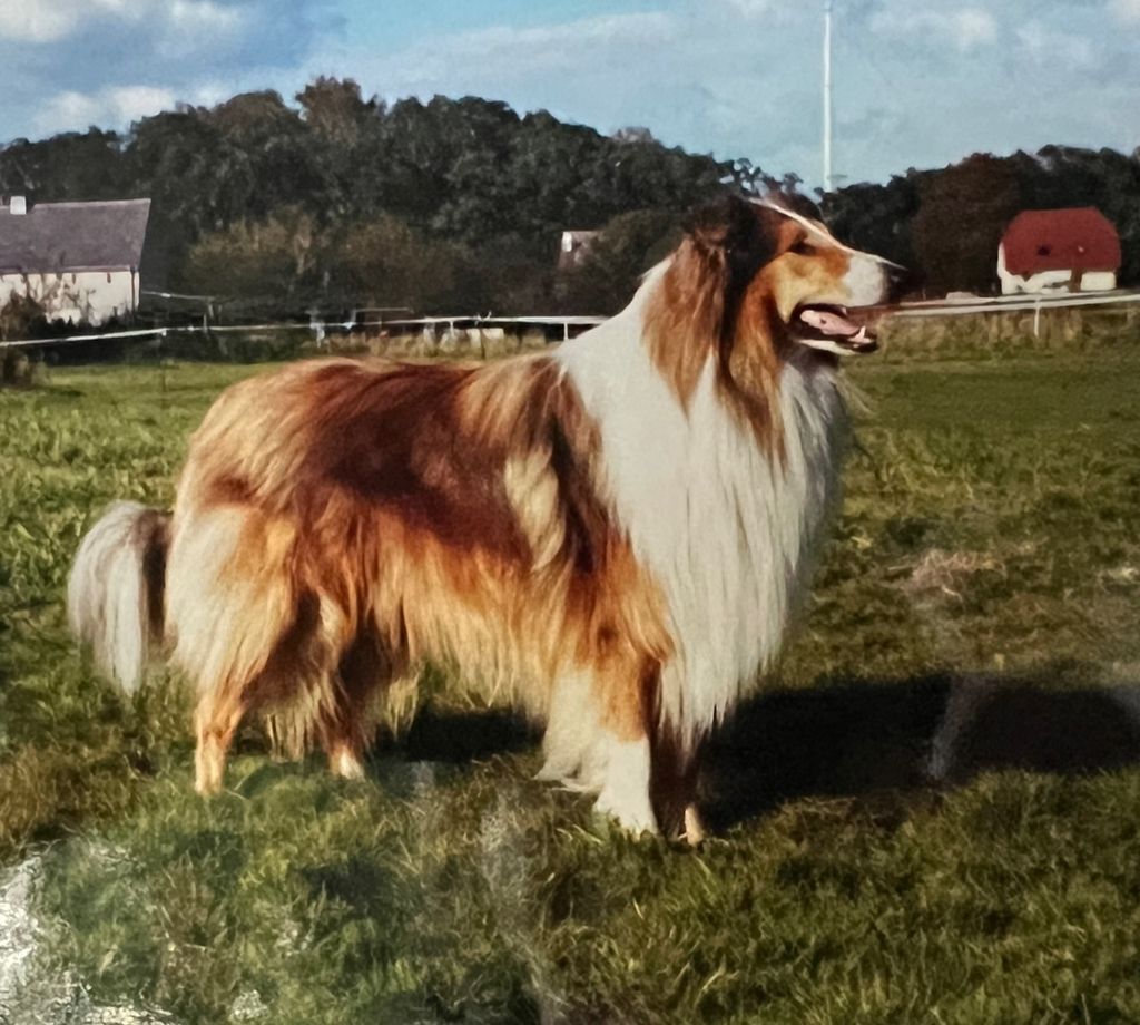 Alfi vom Spreeidyll