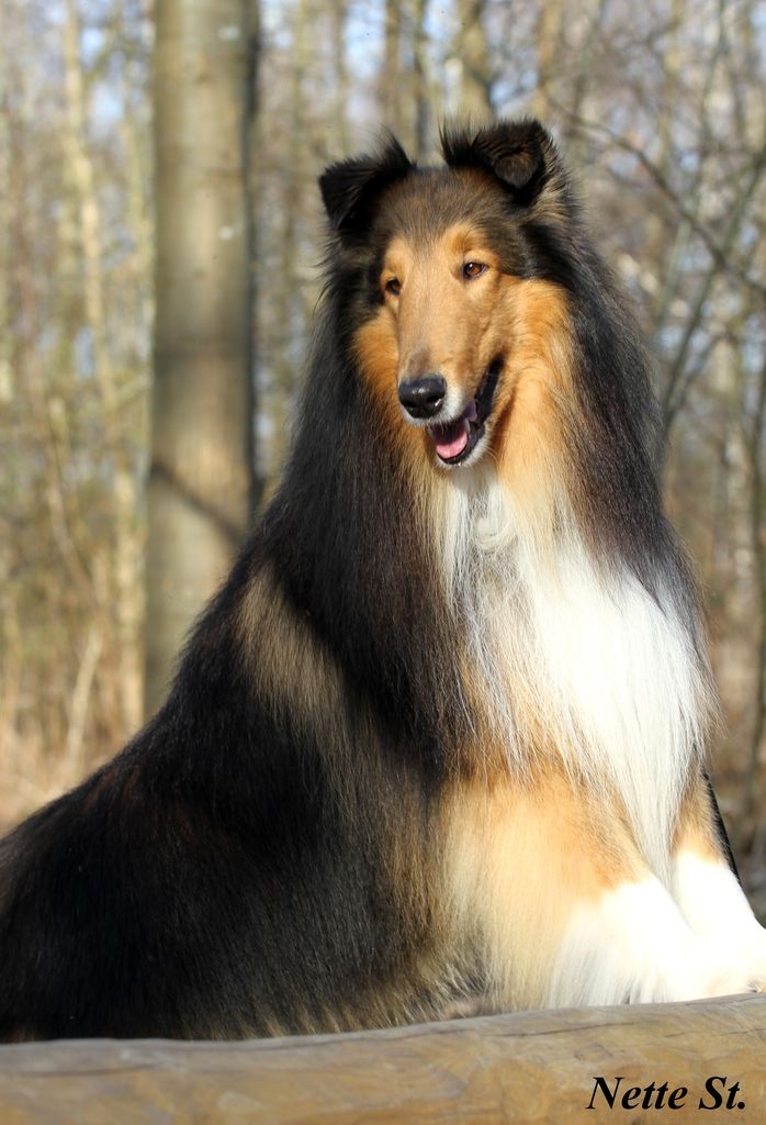 Lapinette´s Daddy Cool