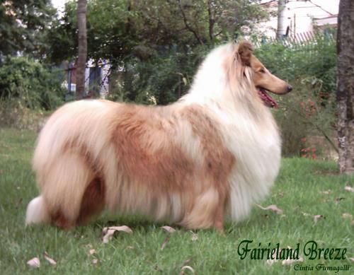 Fairieland Breeze