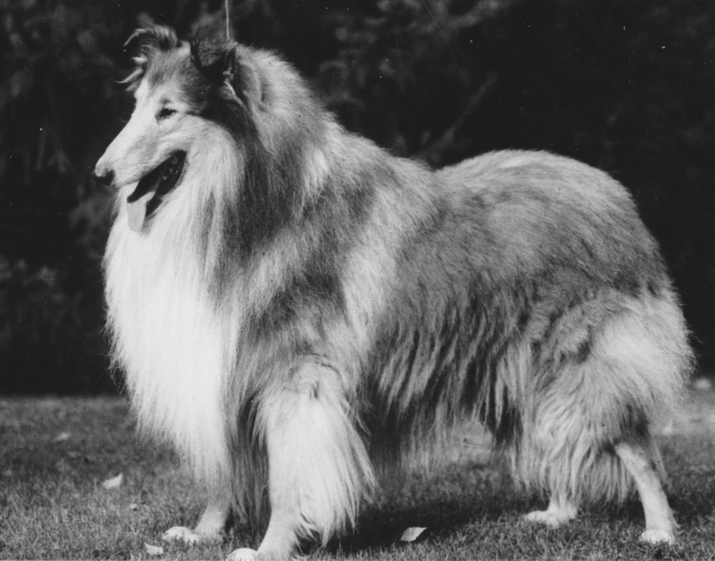 Duke Sascha vom Orankesee