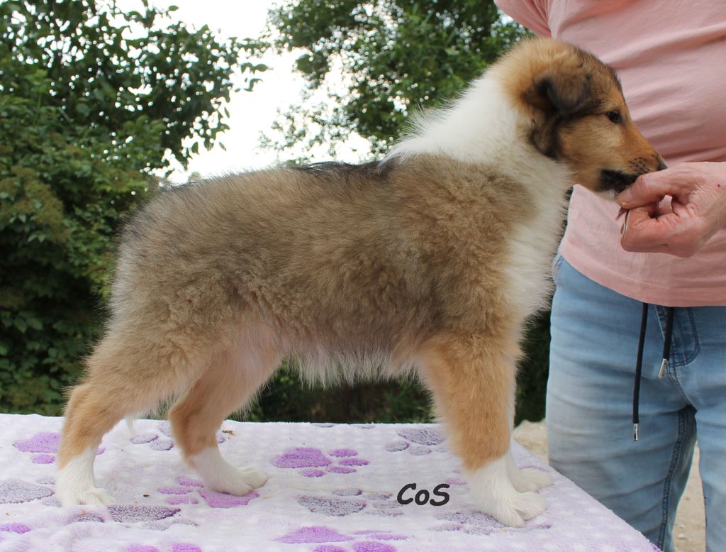 Collie's of Sealand Zima Zu-Zu-Red