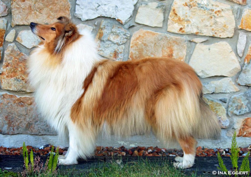 Kismet Goldsternchen of Kassiopeia