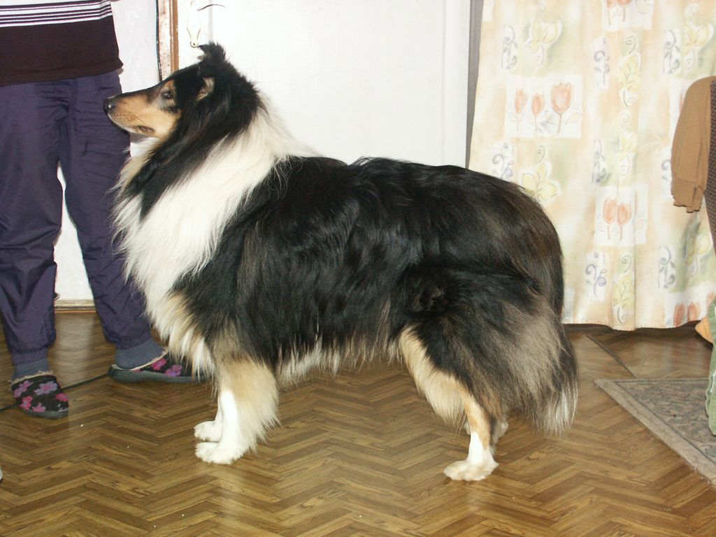 Blaine's Present Zenit vom Sachsenhof