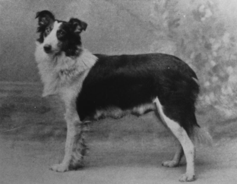 Goldberg Balthildis